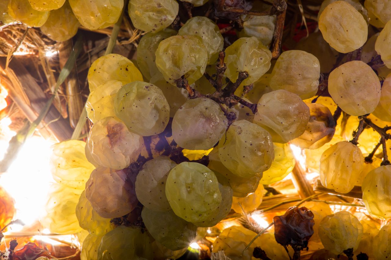 Vignoble Technique Vin de paille VDP-0006